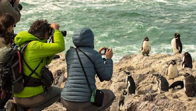 Una guía para ver de cerca al famoso pingüino de penacho amarillo en Puerto Deseado - Diario El Sureño