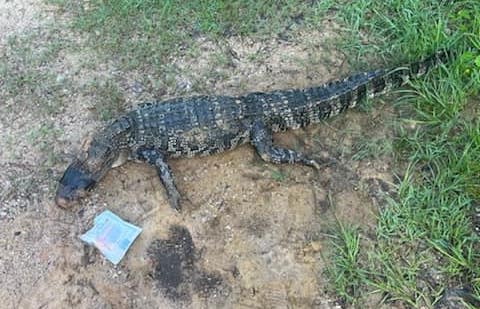 Texas game wardens are on the hunt for an alligator murderer