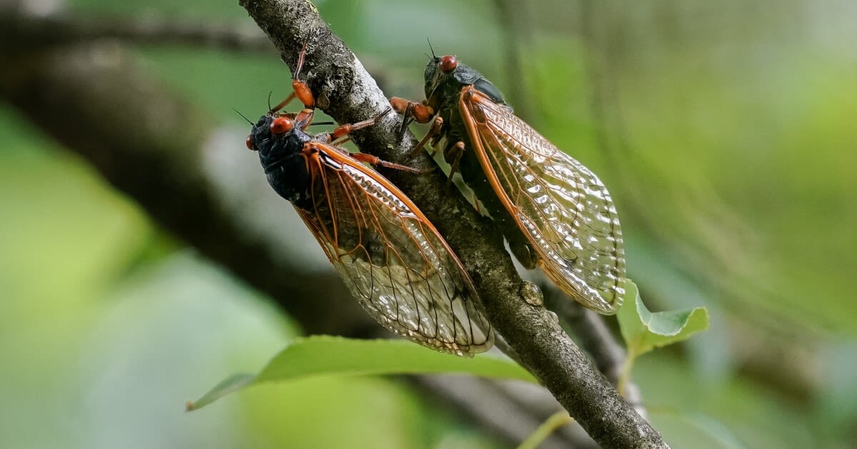 A fungus is turning cicadas into horny zombies — but don’t panic