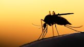 Why more than 5 billion people are expected to contract malaria by 2040