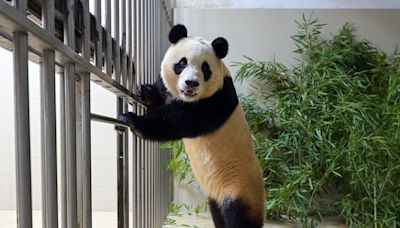 China’s Panda Diplomacy Tested as Fight Erupts Over Fu Bao
