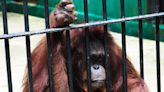 Footage of an orangutan grabbing a man through a cage has gone viral and been turned it into a meme on TikTok