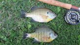 OUTDOORS: Summertime is for sunfish