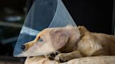 Golden Retriever Bullies Older Brother Stuck in Cone, and Every Sibling Understands