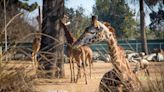 Take a Trip Around the World at Fresno Chaffee Zoo