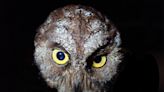 A new owl species was discovered, and it may already be critically endangered