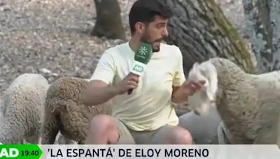 Video: un periodista español fue atacado en vivo por una oveja y se volvió viral | Por las redes