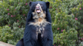 Andean Bear Cubs Snacking on Honeycomb at the San Diego Zoo Are Too Cute