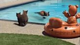 Watch: Bear and 2 cubs make an adorable splash with spring pool day in Monrovia