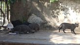 Gatos de la Noria de la Abolafia; los guardianes del Patrimonio y embajadores de la ciudad