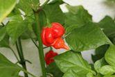 Trinidad Scorpion Butch T pepper