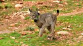 Nuevo vecino en Munera (Albacete): un lince se pasea por las calles para sorpresa de todo el pueblo