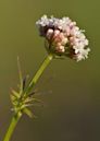 Valerian (herb)