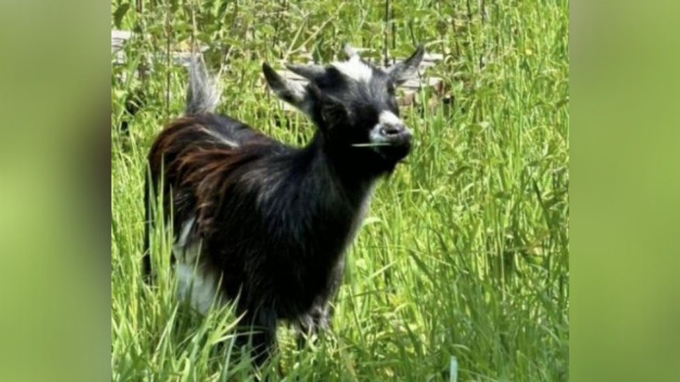 Chance spot on Facebook reunites goats with owner