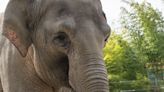 Elephant and critically endangered black rhinoceros expecting babies at Oregon Zoo