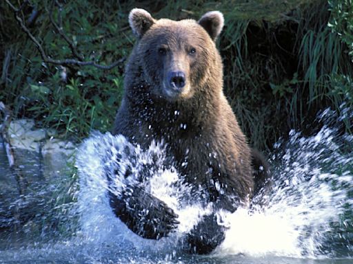 "The ferocity of bears is real" – Fat Bear Week off to grizzly start after shocked viewers witness deadly battle in the wild