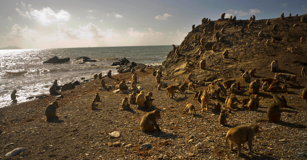 After a Weather Disaster, a Surprise: Some Ornery Monkeys Got Nicer