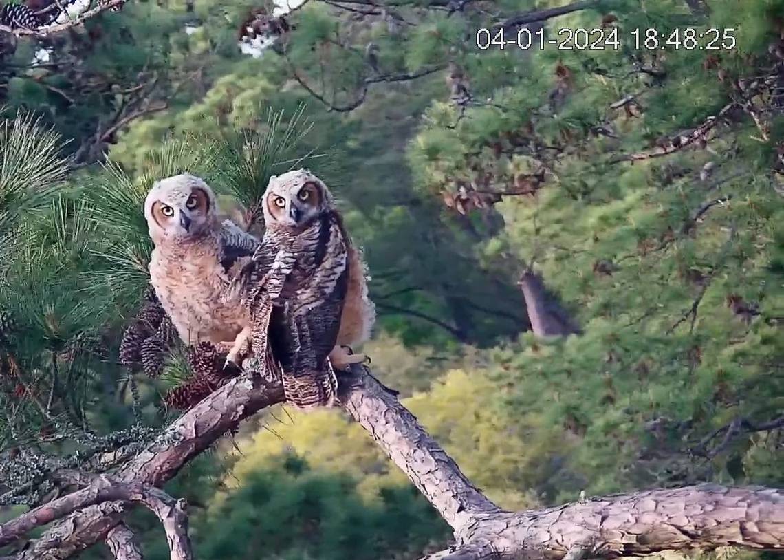 Dead owl could’ve been one born in Hilton Head’s famed nest. Here’s what we know