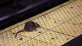 Rat Attack: NYC seeks hands-on leader in anti-rodent fight