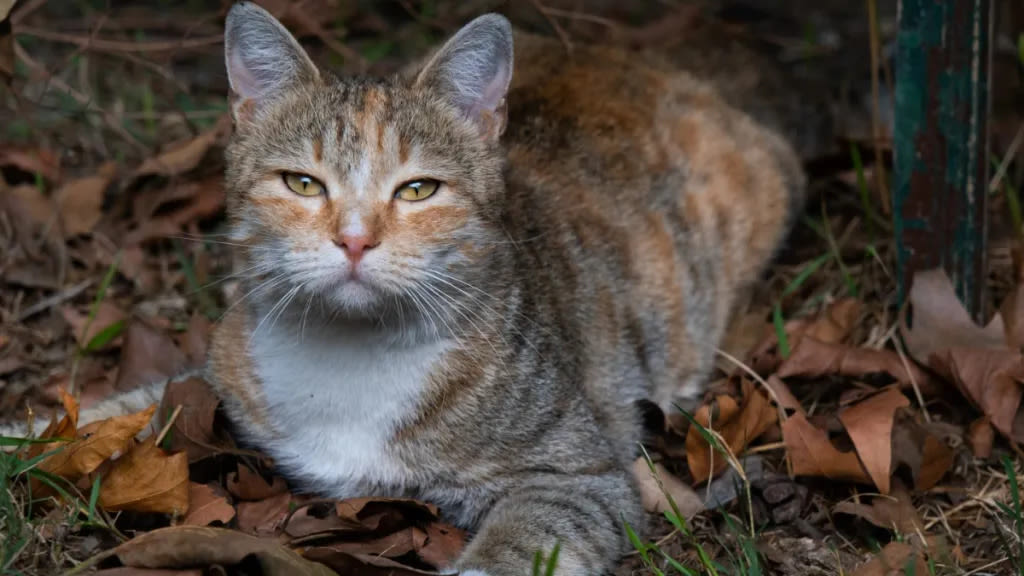 Los Angeles Cat Program Takes a Hit Due to Vet Shortage