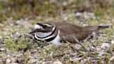 Killdeer bird nests in parking lot at McHenry Outdoor Theater; drive-in sharing space after early season start