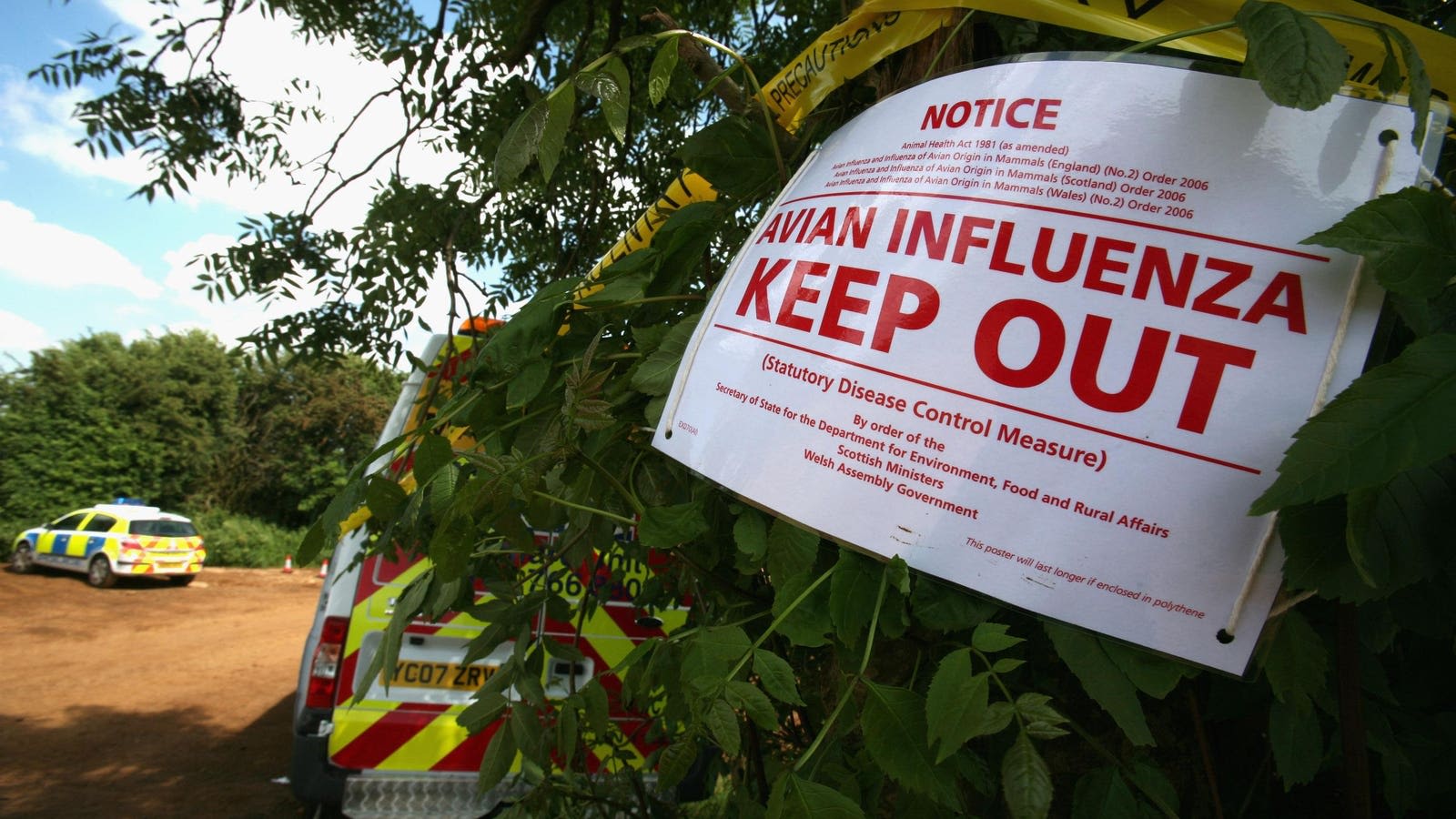 Bird Flu (H5N1) Explained: 5th U.S. Human Infection Reported In Colorado