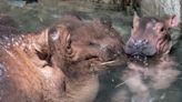 Cincinnati Zoo Reveals Gender of Fiona the Hippo's New Sibling