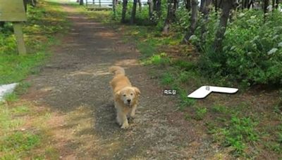 Adorable dog ends in every street view shot after following the maps photographer