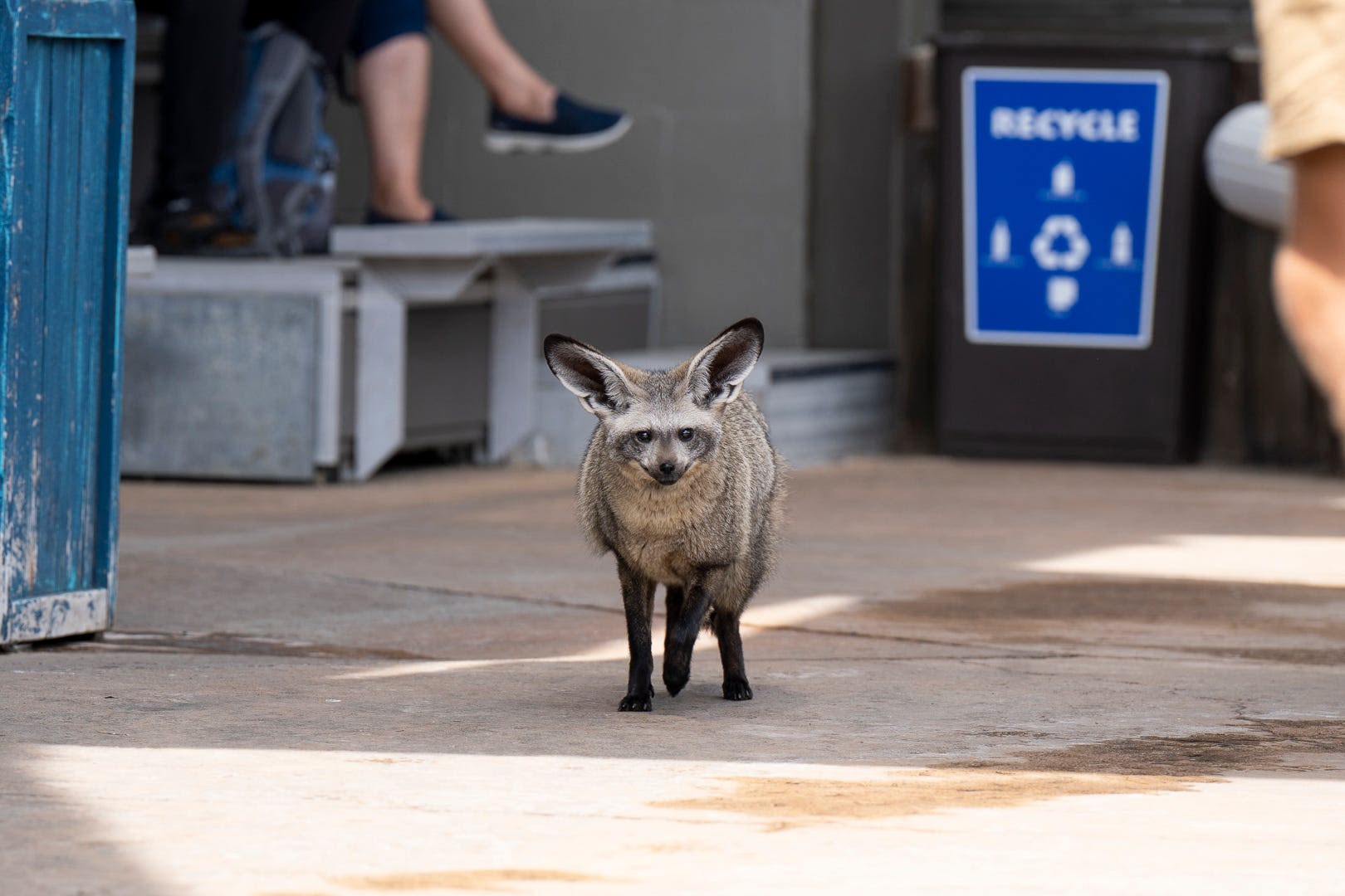 Columbus Zoo announces death of bat-eared fox known for his 'playful spirit'
