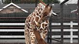 Spotless Baby Giraffe Dazzles Record-Breaking Crowds at Tennessee Zoo — See Photos! (Exclusive)