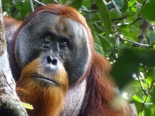 A wild orangutan used a medicinal plant to treat a wound, scientists say