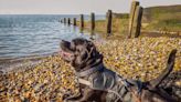 The 5 dog friendly beaches in Kent perfect for a seaside walk