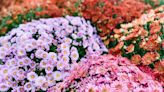 How to Grow Show-Stopping Mums in Your Garden