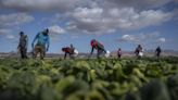 Muere trabajador agrícola bajo el calor extremo en CA. En busca de respuestas