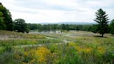 Bluestem Meadow hopes to install trail marker tree sculpture in reserve