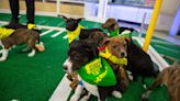 How to watch Puppy Bowl XIX live online for free—without cable