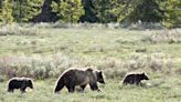 Veteran Survives Grizzly’s Attack After It Bites Into Can of Bear Spray