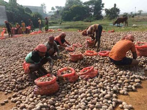 Strike set to hit potato supply: Traders want government to revoke ban on interstate sale of produce