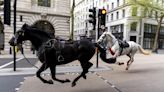 Varios caballos del Ejército siembran el caos en Londres y hieren a cuatro personas