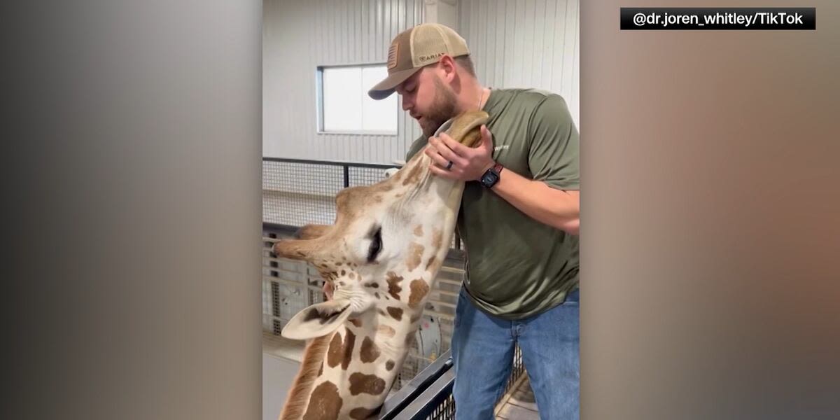 Chiropractor adjusts giraffe’s neck: ‘He absolutely loved it’