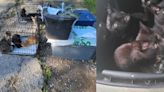 Nearly 30 cats, kittens dumped on side of Tennessee road
