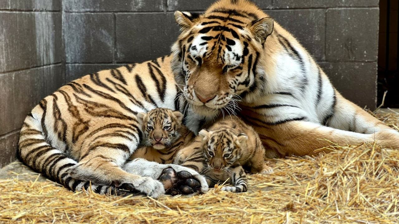Minnesota Zoo welcomes birth of two rare tiger cubs