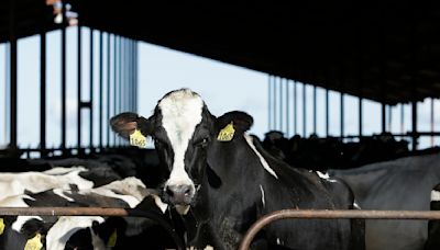 美乳牛染禽流感全球首見 台養牛戶暫無須納公費流感疫苗接種