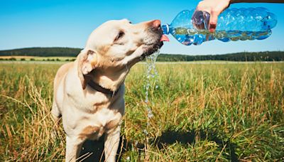 Este es el síntoma más evidente de que tu perro está deshidratado: Cómo puedes ayudarlo