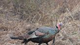 Turkey talk: How learning a bird's language can help hunters
