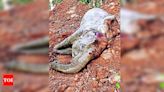 Train kills elephant in Walayar, demand for alternative railway line grows | Kochi News - Times of India
