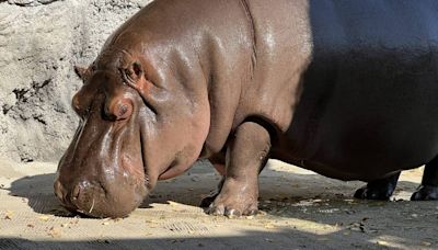 Un zoo japonés descubre que un hipopótamo "macho" que llegó de México hace años es realmente una hembra