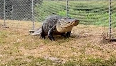 Hissing 12ft-long alligator blocks path to school in Florida