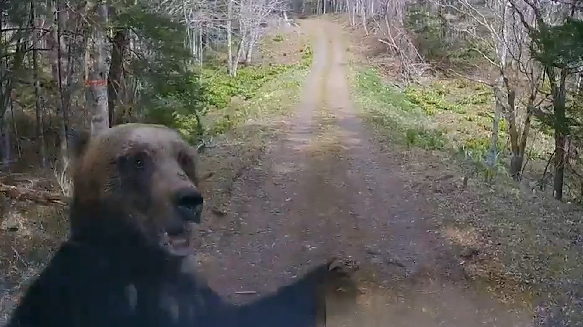 'Did you see that?': Video shows bear attack, smash truck windshield in Japan