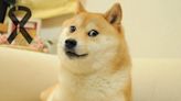 ¡Tú no! Muere Kabosu, la perrita japonesa detrás del meme Doge